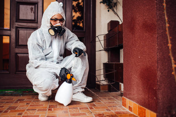 Reliable Wasp Removal contractor in Centralia, IL by Show Me Pest Control